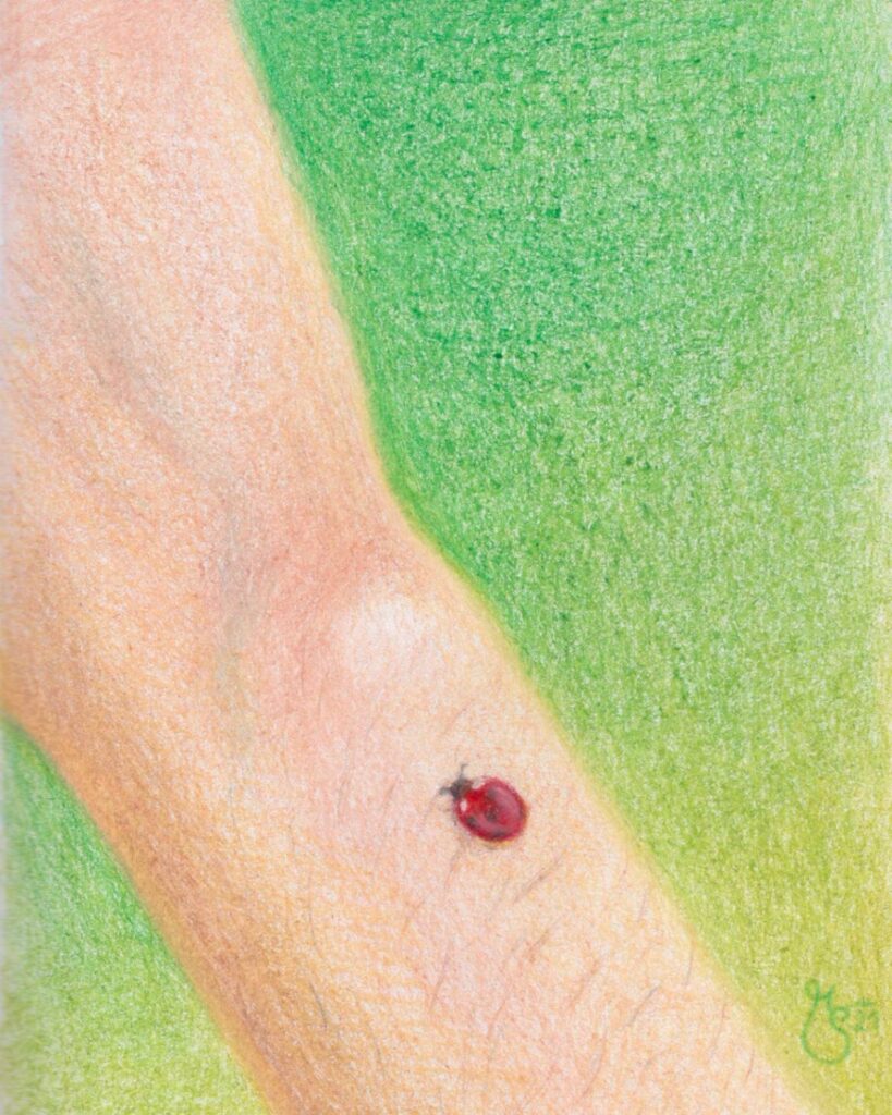 Diese grafische Arbeit zeigt einen Marienkäfer auf menschlicher Haut vor grünem Hintergrund und wurde in Farbstift auf Papier gezeichnet.